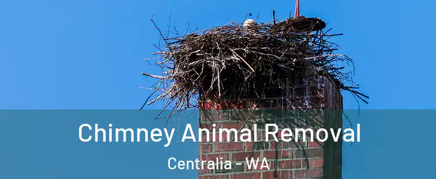  Chimney Animal Removal Centralia - WA