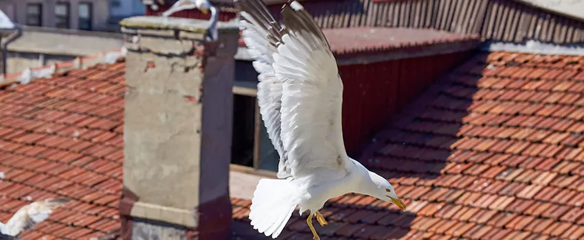 Residential Chimney Animal Removal Solution in Centralia, WA