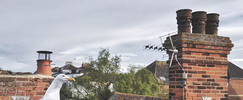 Chimney Cleaning And Restoration in Centralia, Washington